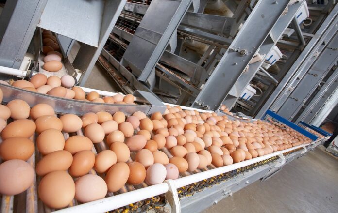 BiH ruši rekorde: Izvoz jaja skočio 84 posto